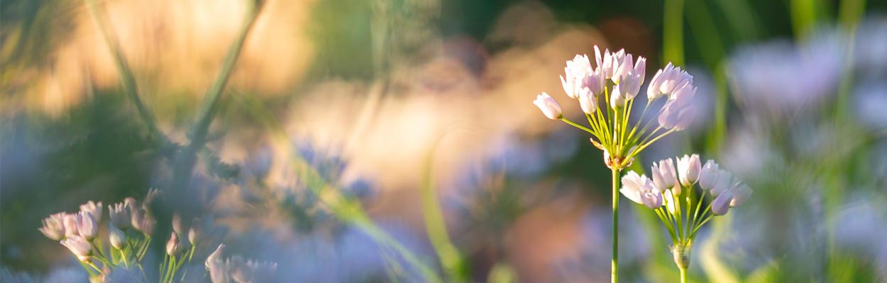 Header Forside Aflang